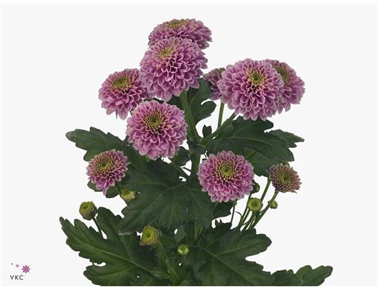 Marjetka santini Doria Pink c523