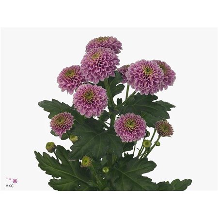 Marjetka santini Doria X L c524