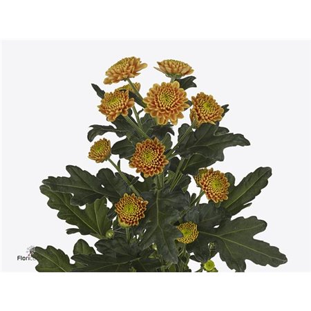 Marjetka santini Ellison Orange c525