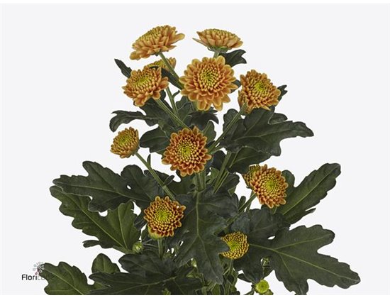 Marjetka santini Ellison Orange X L c526