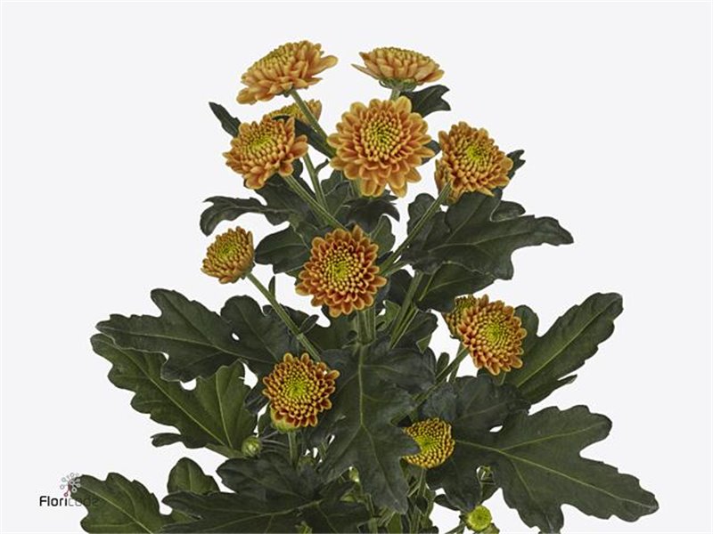 Marjetka santini Ellison Orange X L c526