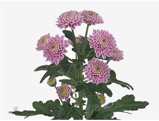 Marjetka santini Ellison Pink X L c528