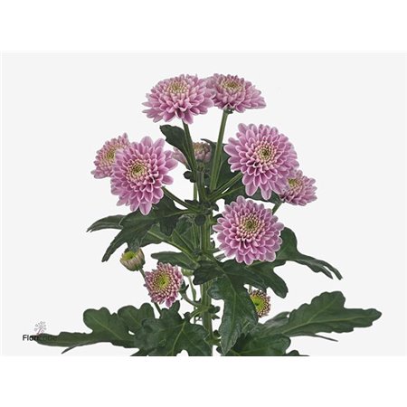 Marjetka santini Ellison Pink X L c528