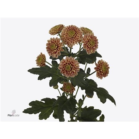 Marjetka santini Ellison Salmon X L c530