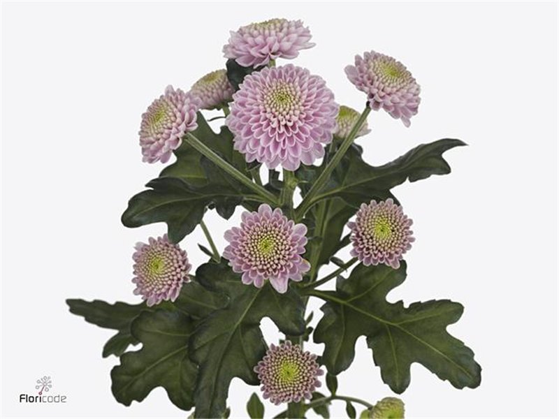 Marjetka santini Ellison Salmon X L c532