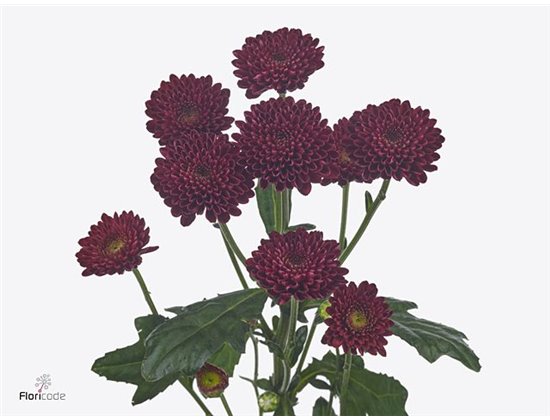 Marjetka santini Ellison Sweet X L c534