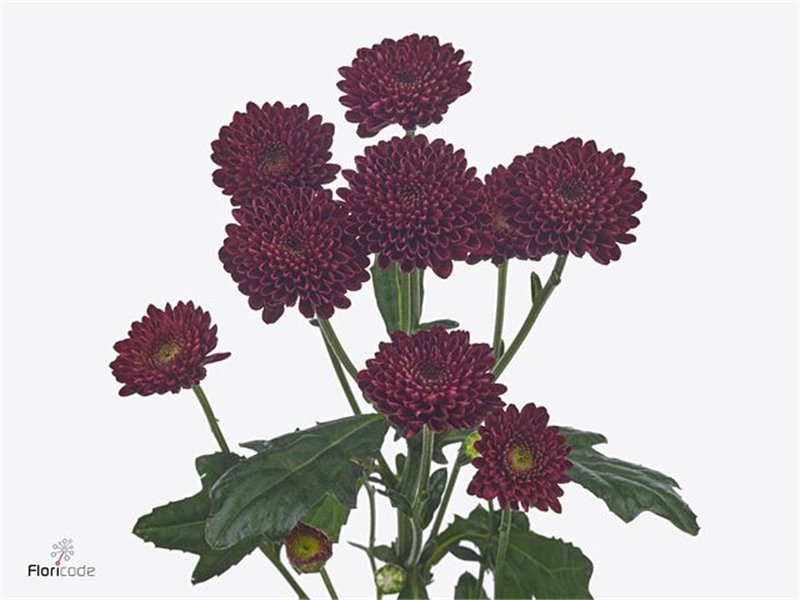 Marjetka santini Jinda Red X L c535