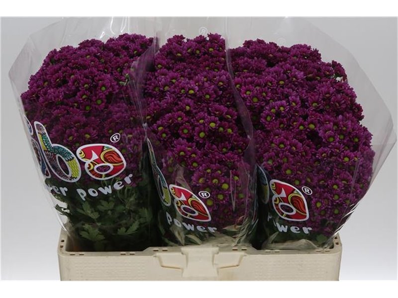 Marjetka santini Mad Aswad Purple c536