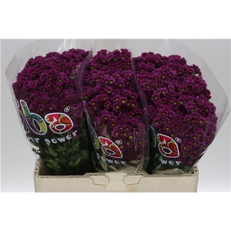 Marjetka santini Mad Aswad Purple c536