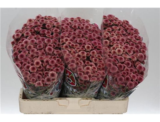 Marjetka santini Mad Cherry Tyolo c537