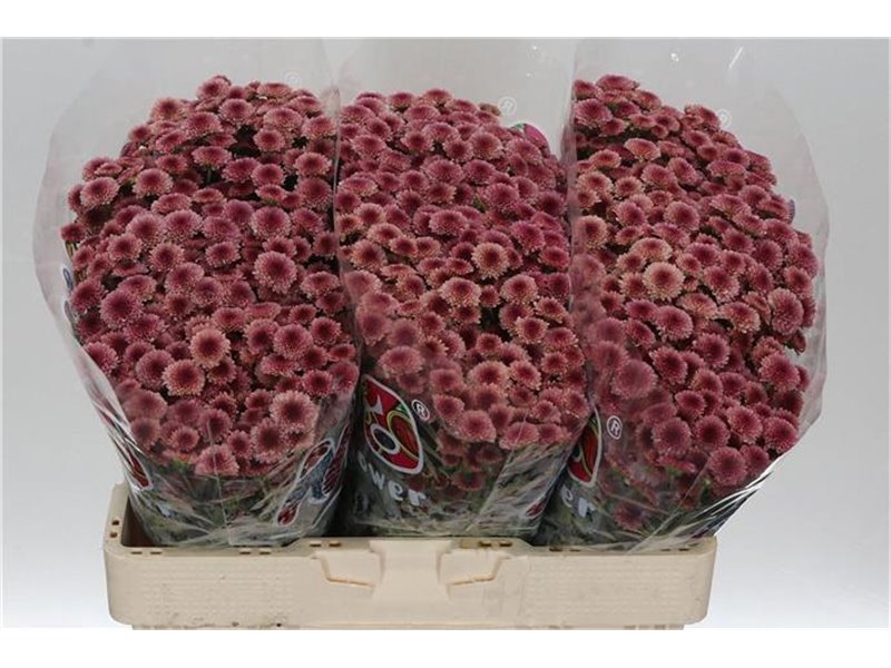 Marjetka santini Mad Cherry Tyolo c537