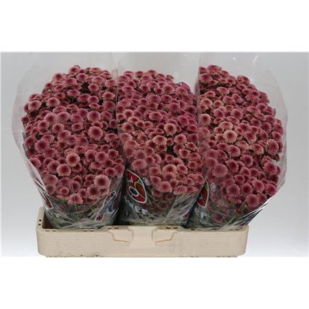 Marjetka santini Mad Cherry Tyolo c537