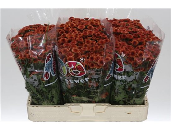 Marjetka santini Mad Orange Tyolo c538