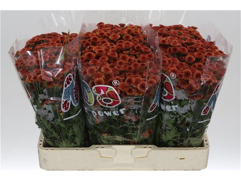 Marjetka santini Mad Orange Tyolo c538