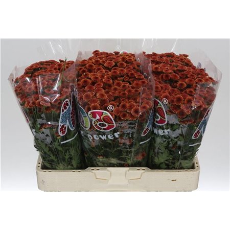 Marjetka santini Mad Orange Tyolo c538