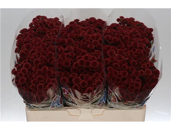 Marjetka santini Mad Red Tyolo c539