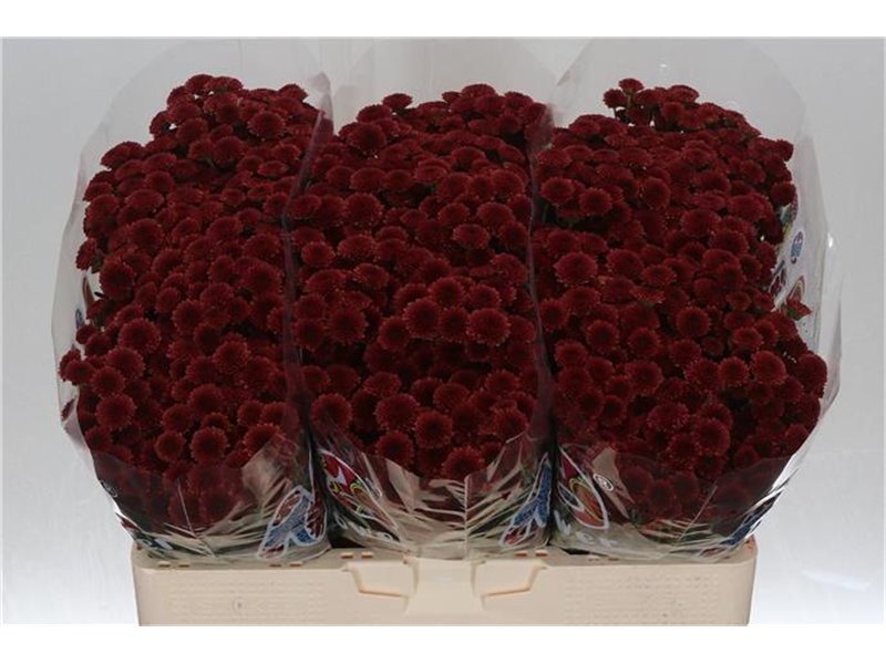 Marjetka santini Mad Red Tyolo c539