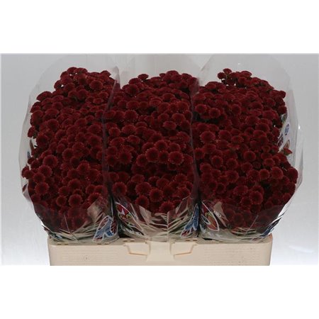 Marjetka santini Mad Red Tyolo c539