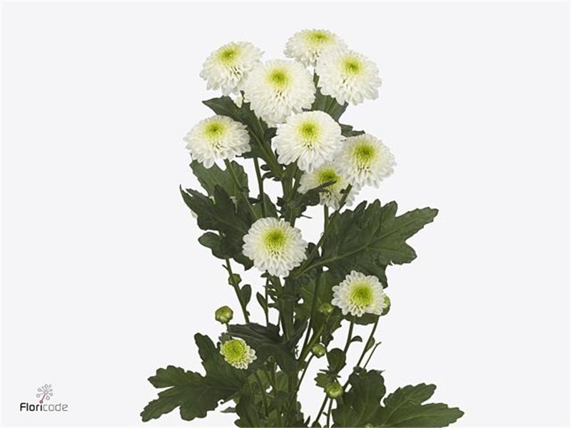 Marjetka santini Maverick White c540