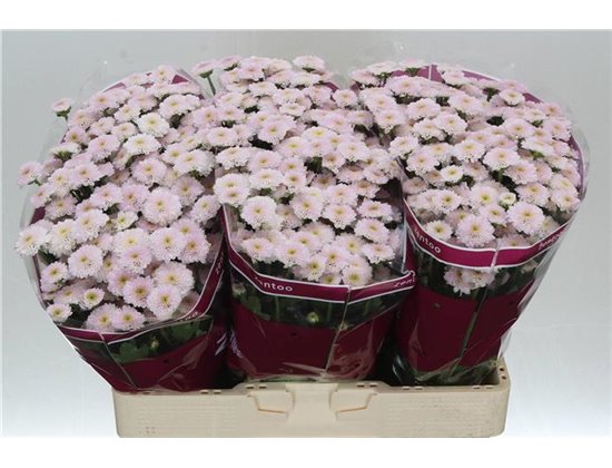 Marjetka santini Maverick White X L c542