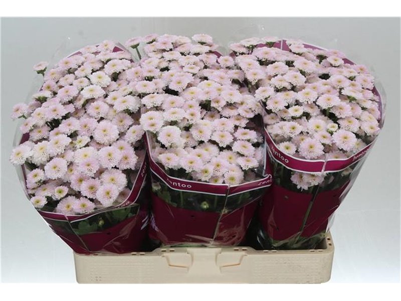 Marjetka santini Miller Pearl c543