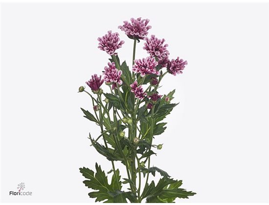 Marjetka santini Miri c544