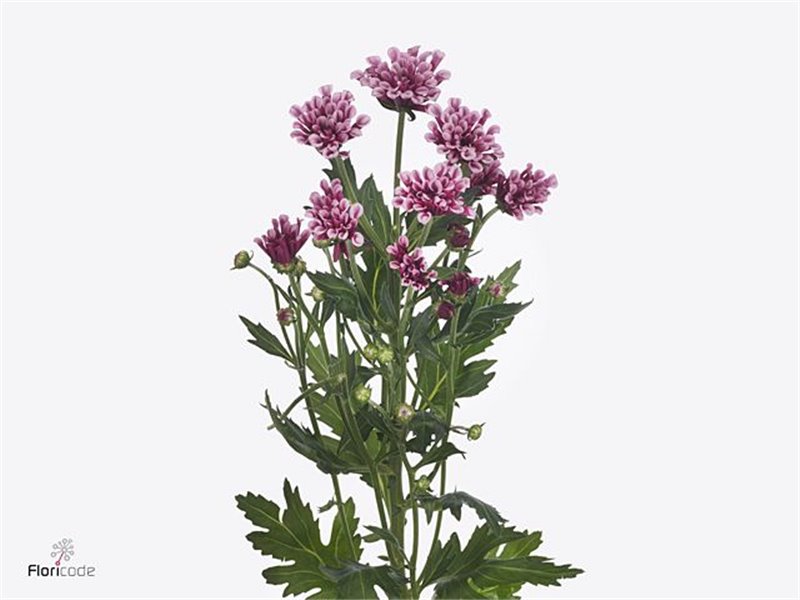 Marjetka santini Miri c544