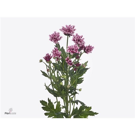 Marjetka santini Miri c544