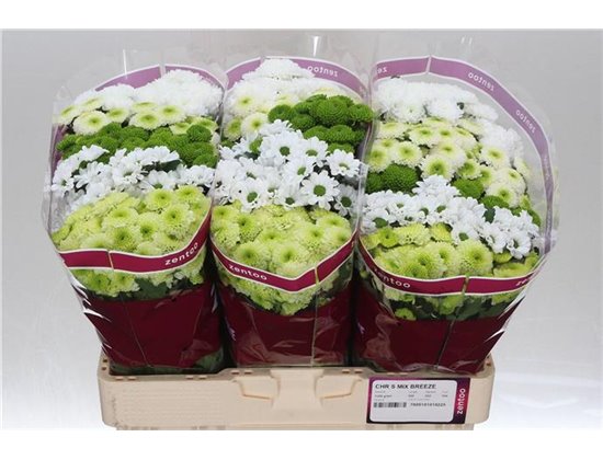 Marjetka santini Mixed Breeze c545