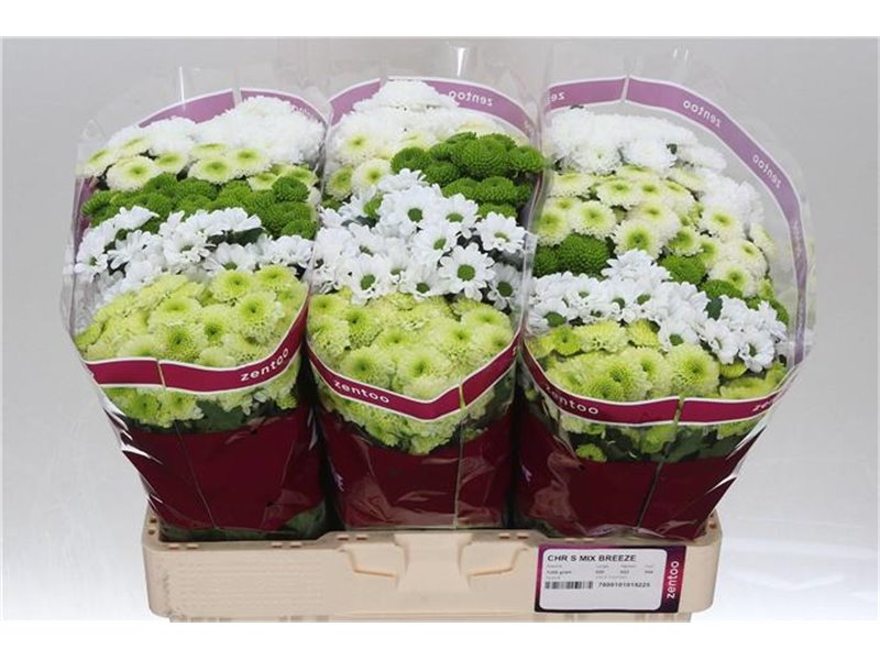 Marjetka santini Mixed Breeze c545