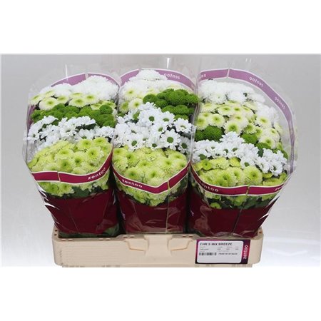 Marjetka santini Mixed Breeze c545