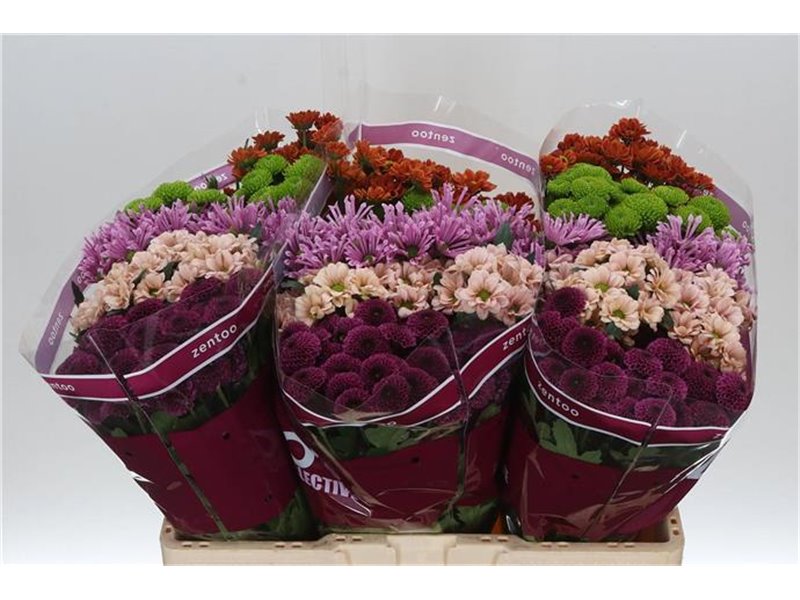 Marjetka santini Mixed Happy c546