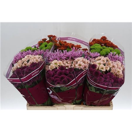 Marjetka santini Mixed Happy c546