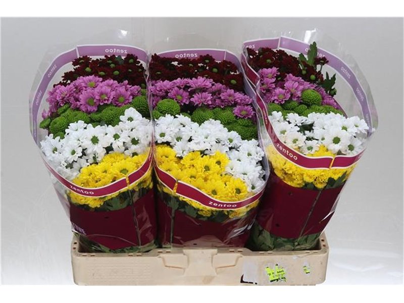 Marjetka santini Mixed Hot c547