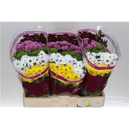 Marjetka santini Mixed Hot c547