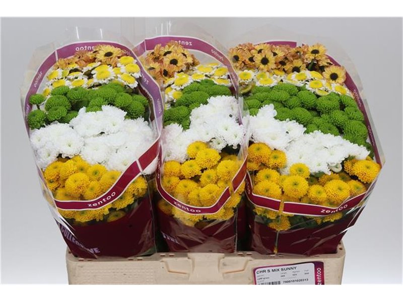 Marjetka santini Mixed Sunny c548