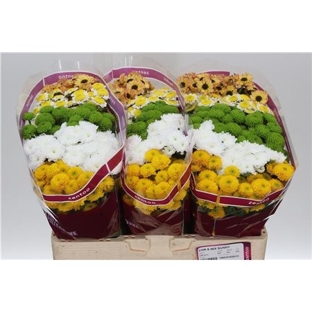 Marjetka santini Mixed Sunny c548