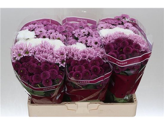 Marjetka santini Mixed Sweet c549