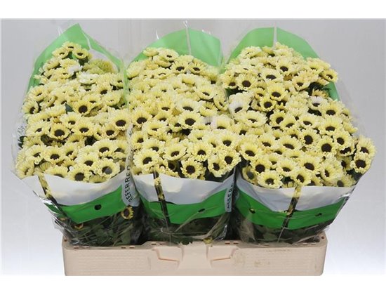 Marjetka santini Patrese Cream c550