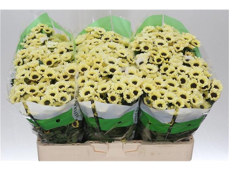 Marjetka santini Patrese Cream c550