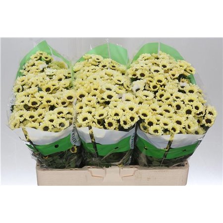 Marjetka santini Patrese Cream c550