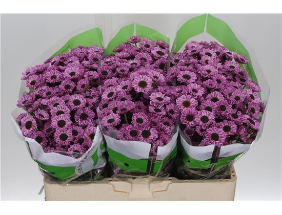 Marjetka santini Patrese Pink c551