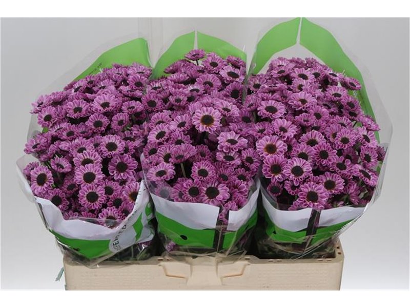 Marjetka santini Patrese Pink c551