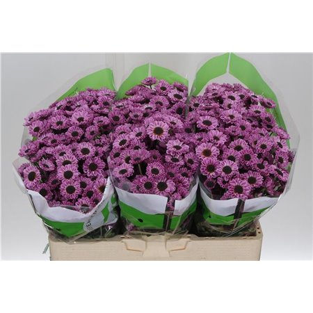 Marjetka santini Patrese Pink c551