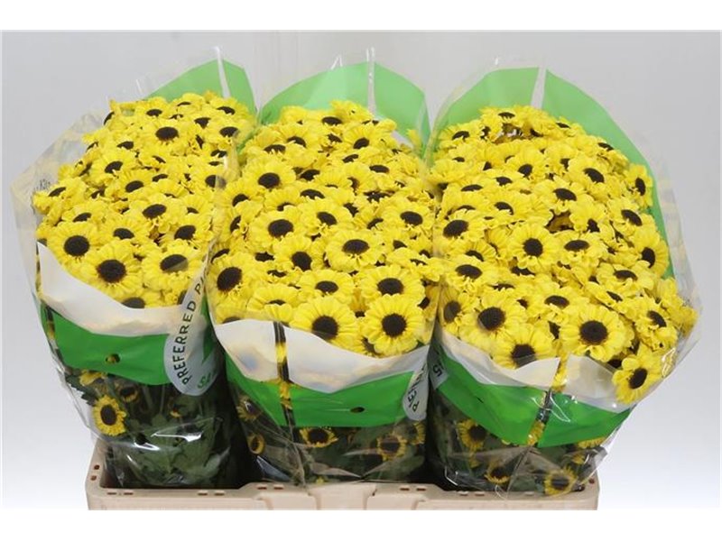 Marjetka santini Patrese Sunny c552