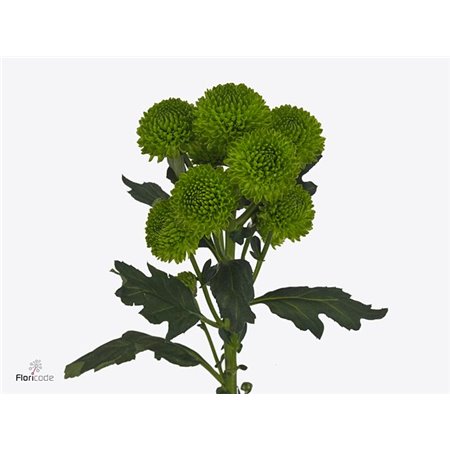 Marjetka santini Patrese Sunny c553