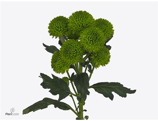 Marjetka santini Peptalk c554