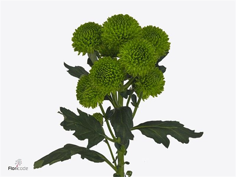 Marjetka santini Peptalk c554