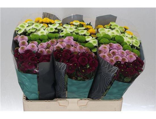 Marjetka santini Pompon Mixed in Bunch c556