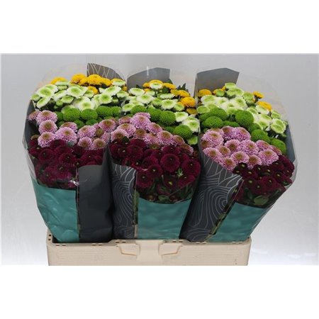 Marjetka santini Pompon Mixed in Bunch c556